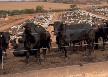 Em busca de uma saúde única e rentável