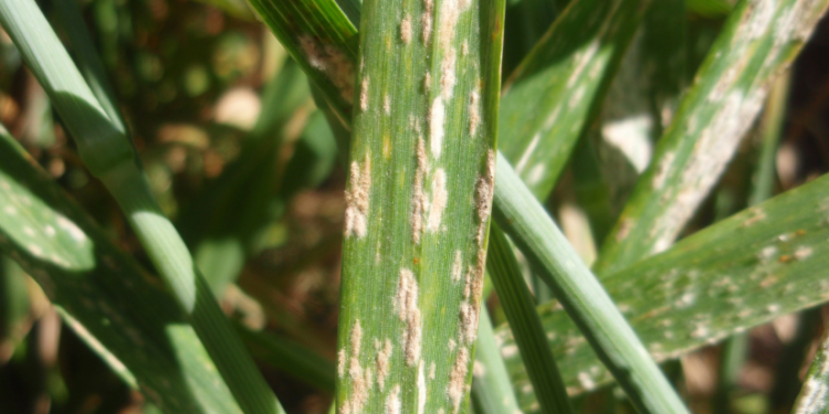 Doenças iniciais comprometem até a colheita