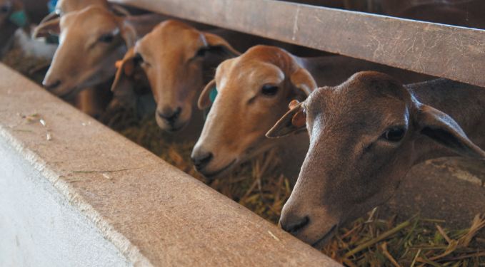 Práticas que ajudam a prevenir a brucelose