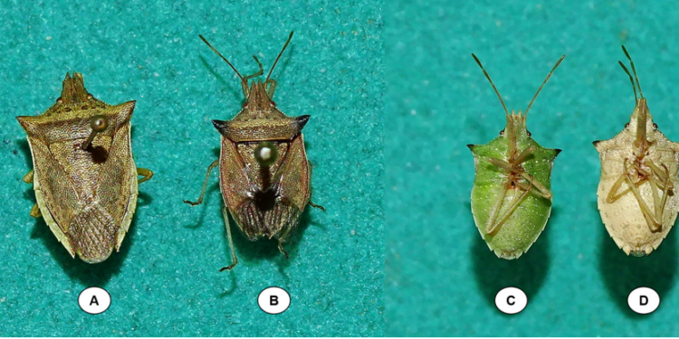 PERCEVEJOS-BARRIGAVERDE COM MAIS RELEVÂNCIA NO MILHO