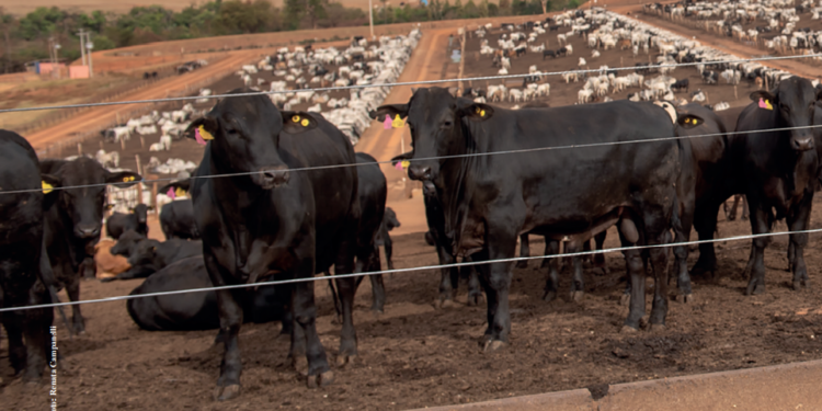 Em busca de uma saúde única e rentável