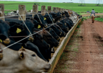Parece pecuarista, mas não é