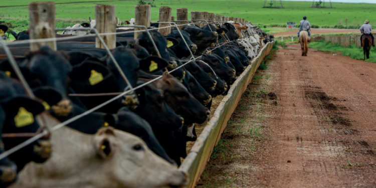 Parece pecuarista, mas não é