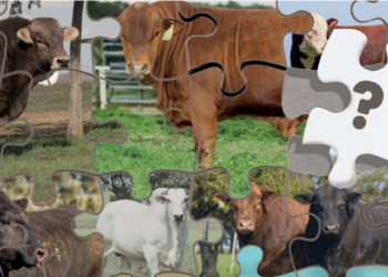 Programas de melhoramento: uni-vos (ou não)