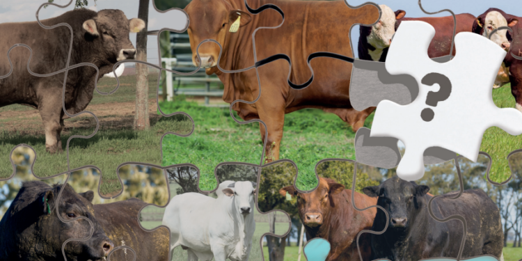 Programas de melhoramento: uni-vos (ou não)