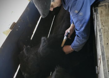 MANEJO: Eficiência do tronco ao bolso