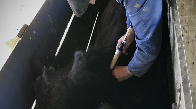 MANEJO: Eficiência do tronco ao bolso
