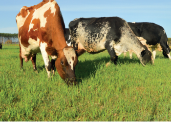 LEITE – Lactação ao nível máximo