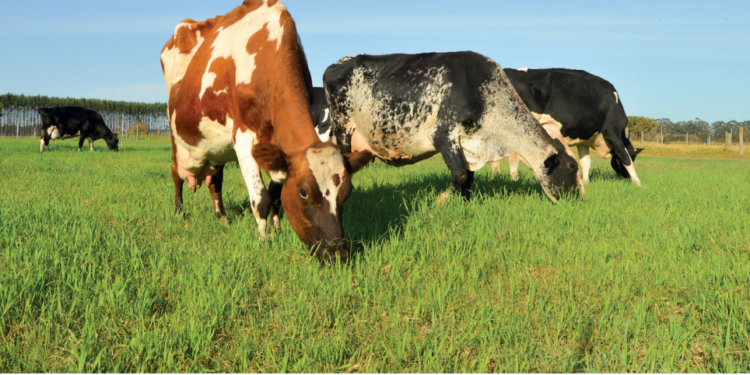 LEITE – Lactação ao nível máximo