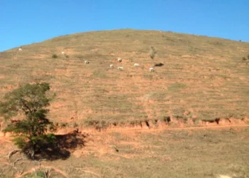 Produção de silagem em ILP para recuperação de pastagem degradadas