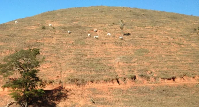 Produção de silagem em ILP para recuperação de pastagem degradadas