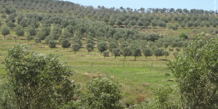 Cenário promissor para o azeite brasileiro