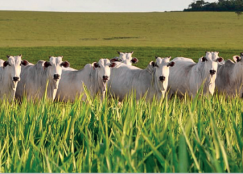 Da elite das pistas para a elite da pecuária real
