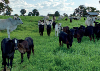 COMO O PLANEJAMENTO SANITÁRIO PODE AJUDAR NA EFICIÊNCIA DA DESMAMA