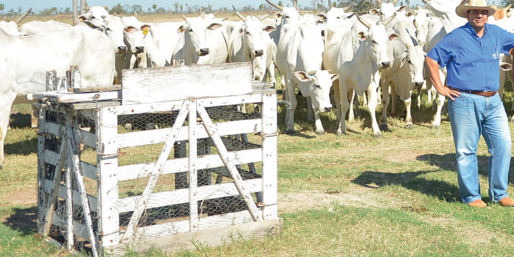 Mudanças no processo de desmama antecipam prenhez de novilhas