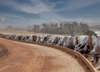 O CONFINADOR: Mudança de estratégia à vista