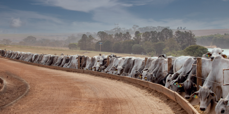 O CONFINADOR: Mudança de estratégia à vista