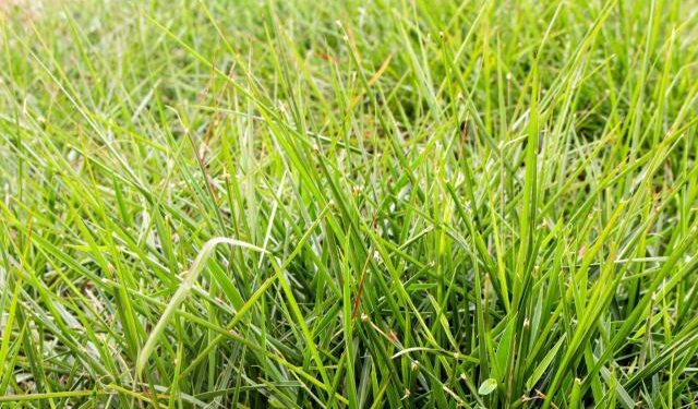 Como aumentar a produtividade em pastagens de capim-humidícola?