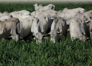 A ECONOMIA DO FENO EM PÉ