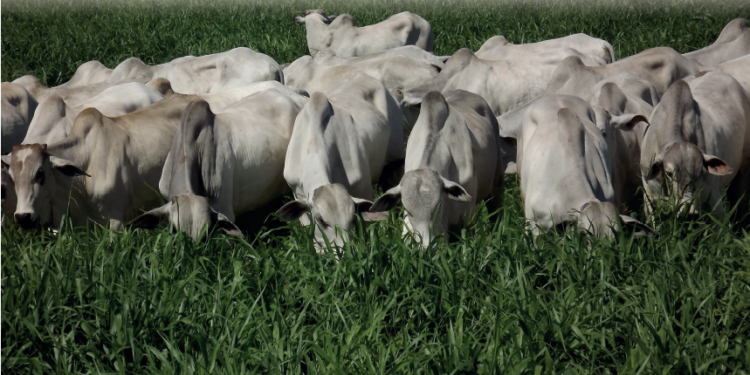 A ECONOMIA DO FENO EM PÉ