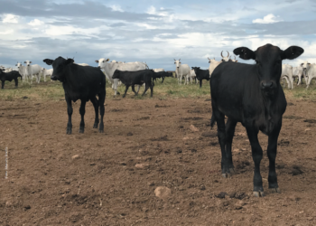 Sistema de acasalamento determina progresso genético