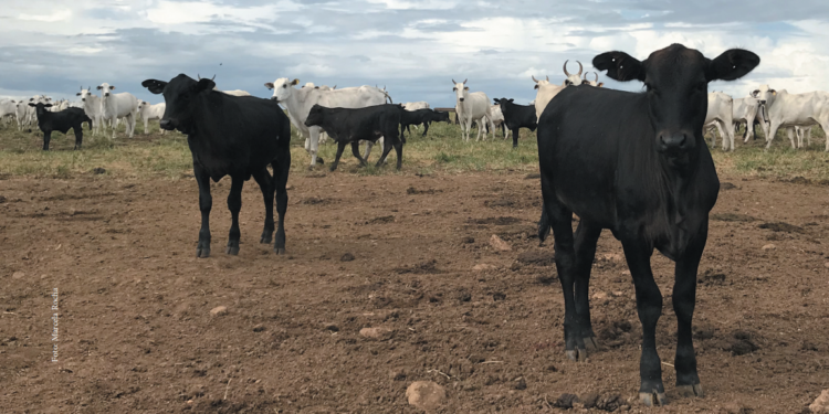 Sistema de acasalamento determina progresso genético