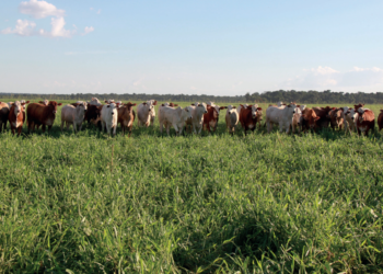 GESTÃO: A (r)evolução da pecuária COMPETITIVA
