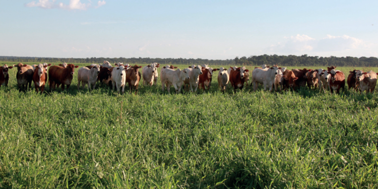 GESTÃO: A (r)evolução da pecuária COMPETITIVA