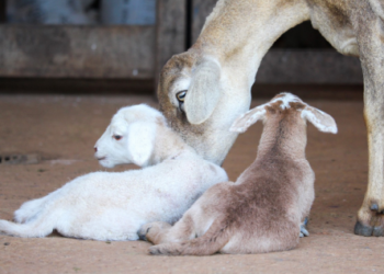 Manejo favorece sobrevivência de cordeiro