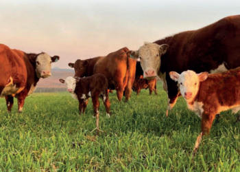 ILP para manutenção de bezerros em áreas menores