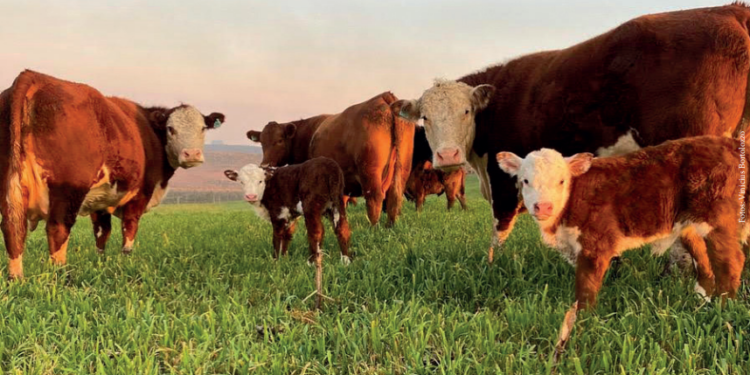 ILP para manutenção de bezerros em áreas menores