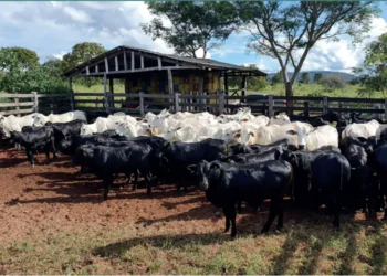 Profissionais de maternidade para garantir a sanidade