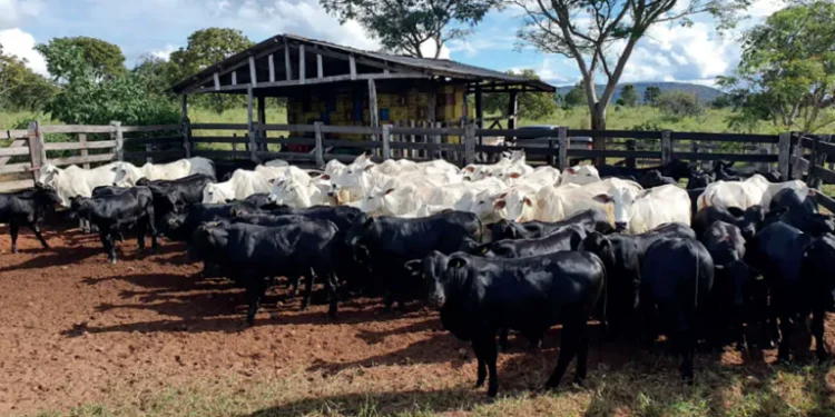 Profissionais de maternidade para garantir a sanidade