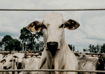 Confinamento Inteligente assume controle na corrida por precocidade