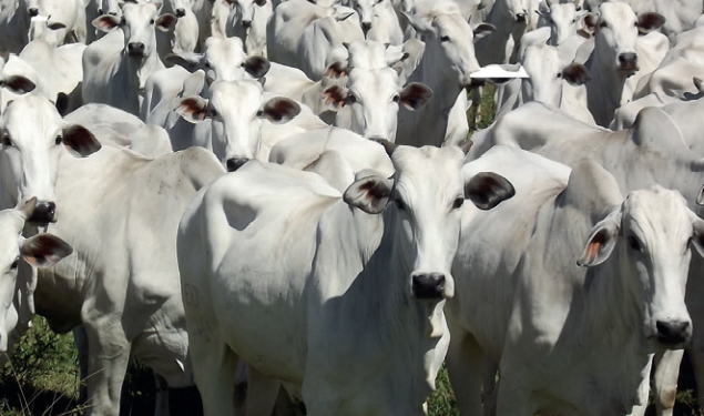 Bem-Estar eleva eficiência reprodutiva das matrizes