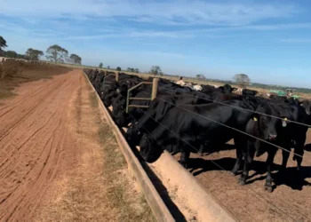Utilização de plantas tropicais modifica ambiente ruminal