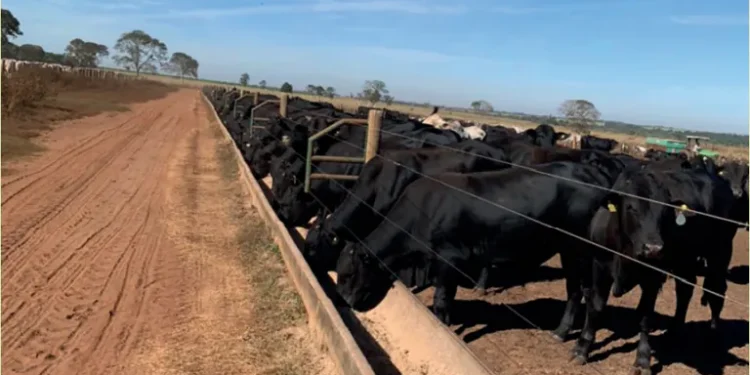 Utilização de plantas tropicais modifica ambiente ruminal