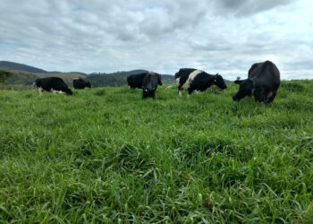 Uma braquiária verde-amarela apropriada à ILPF