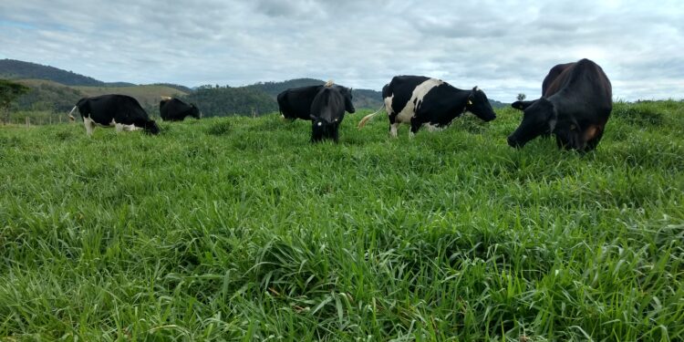 Uma braquiária verde-amarela apropriada à ILPF