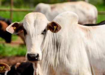 DO “Boi China” para o “Boi da China”