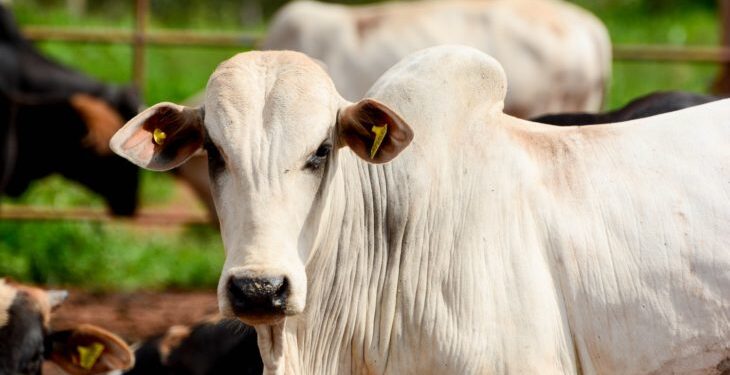 DO “Boi China” para o “Boi da China”