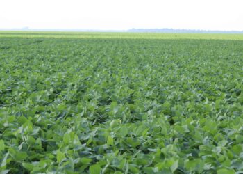 Soja: Novas tecnologias e as altas produtividades.