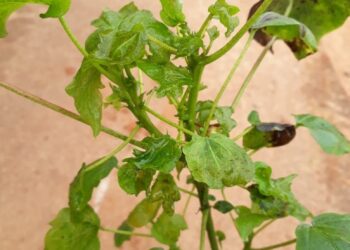 Atenção à Síndrome da Haste Verde e Retenção Foliar