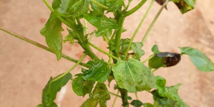 Atenção à Síndrome da Haste Verde e Retenção Foliar