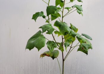 Atenção à Síndrome da Haste Verde e Retenção Foliar