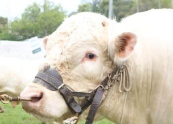 Bimestiços na área