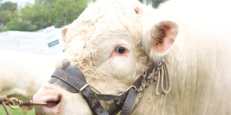 Bimestiços na área