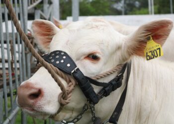 Sucesso da estação de monta requer escolha criteriosa do touro