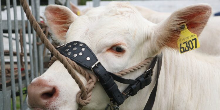 Sucesso da estação de monta requer escolha criteriosa do touro