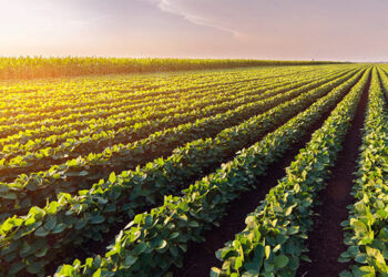 Pastagem de inverno no clima subtropical e no tropical